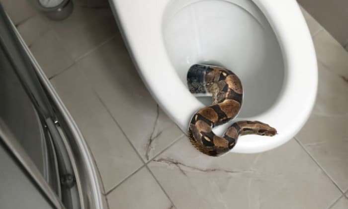 Reasons-Snakes-Enter-Toilets